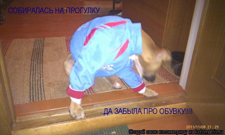 СОБИРАЛАСЬ НА ПРОГУЛКУ... ..ДА ЗАБЫЛА ПРО ОБУВКУ!!!!... Котоматрица: СОБИРАЛАСЬ НА ПРОГУЛКУ... ..ДА ЗАБЫЛА ПРО ОБУВКУ!!!!