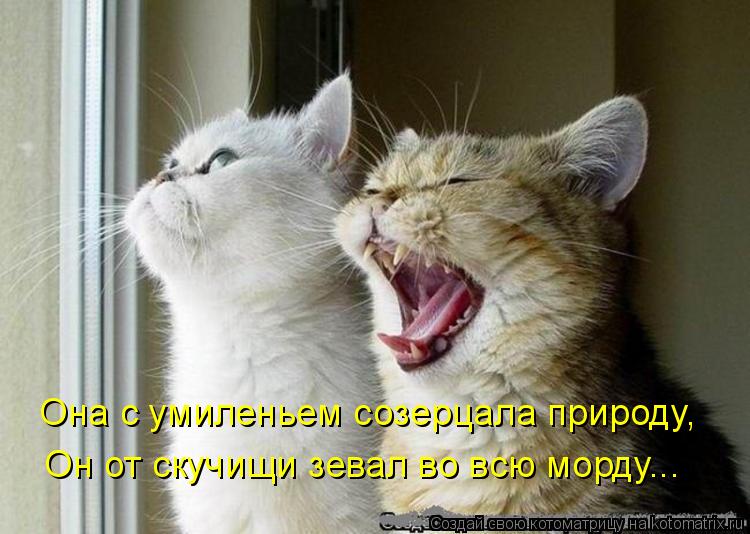 Котоматрица: Она с умиленьем созерцала природу, Он от скучищи зевал во всю морду...