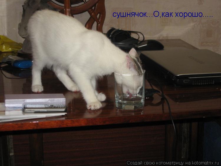 сушнячок...О,как хорошо........ Котоматрица: сушнячок...О,как хорошо.....