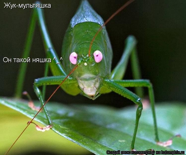Жук-мультяшка Он такой няшка ^_^... Котоматрица: Жук-мультяшка Он такой няшка ^_^