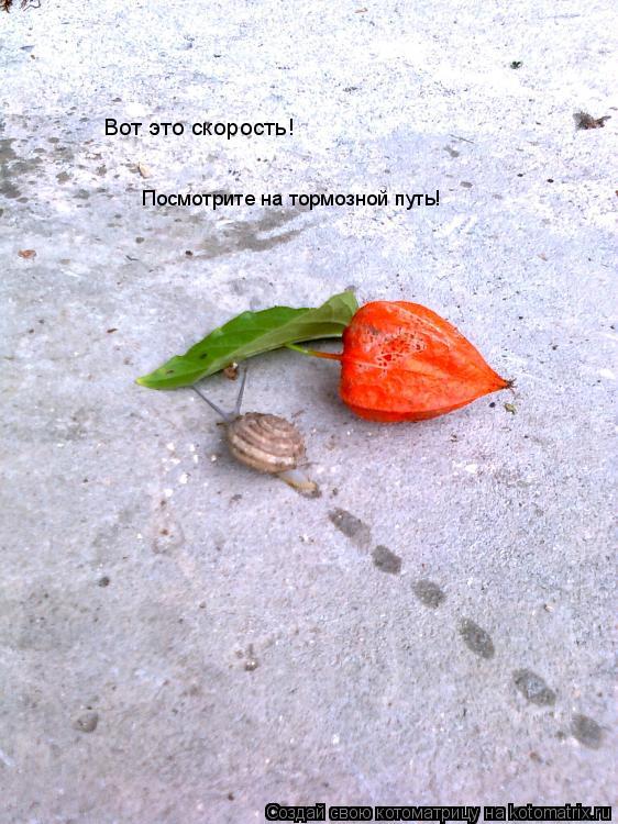 Вот это скорость! Посмотрите на тормозной путь!... Котоматрица: Вот это скорость! Посмотрите на тормозной путь!
