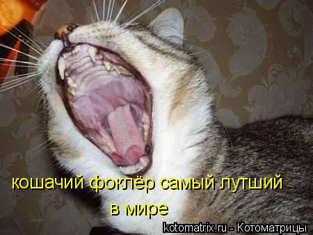 кошачий фоклёр самый лутший в мире... Котоматрица: кошачий фоклёр самый лутший в мире