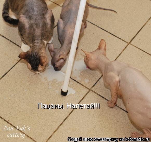 Пацаны, Налетай!!!... Котоматрица: Пацаны, Налетай!!!
