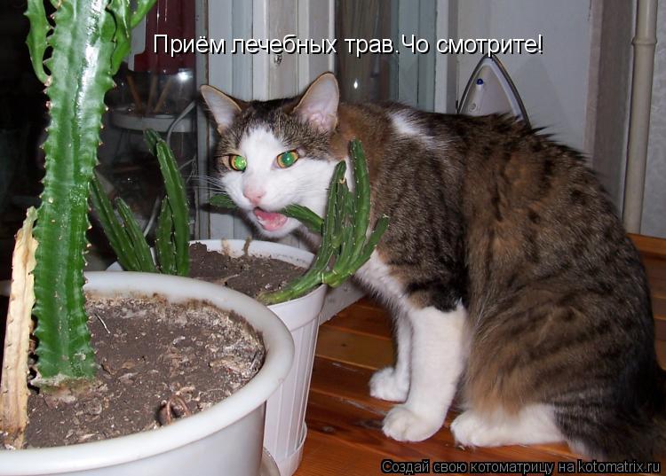 Котоматрица: Приём лечебных трав.Чо смотрите!