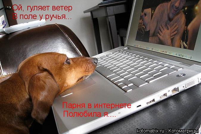 Котоматрица: Ой, гуляет ветер В поле у ручья... Парня в интернете Полюбила я....