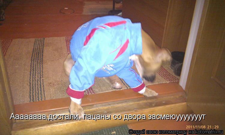 Котоматрица: Аааааааа,достали, пацаны со двора засмеюууууууут