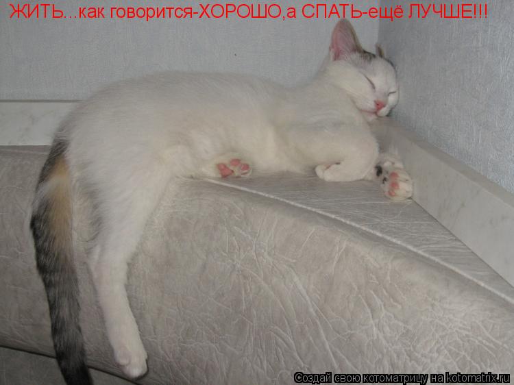 Котоматрица: ЖИТЬ...как говорится-ХОРОШО,а СПАТЬ-ещё ЛУЧШЕ!!!