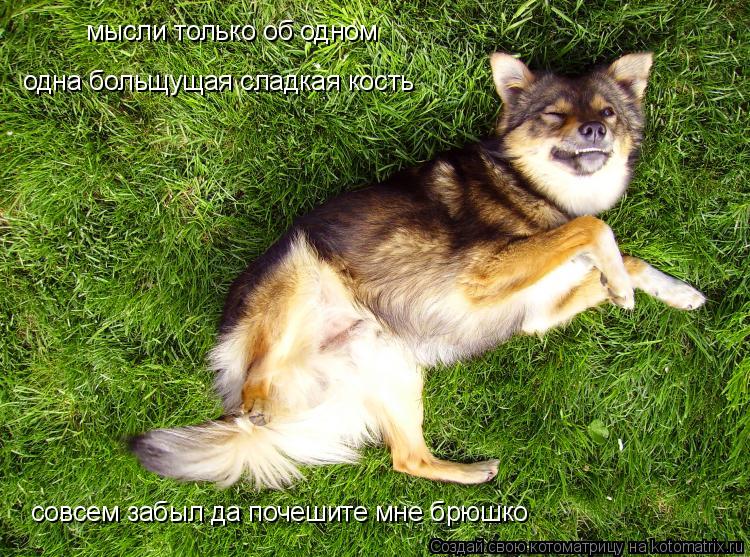 Котоматрица: мысли только об одном одна больщущая сладкая кость совсем забыл да почешите мне брюшко