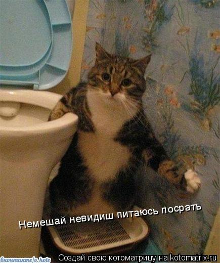 Котоматрица: Немешай невидиш питаюсь посрать Немешай невидиш питаюсь посрать