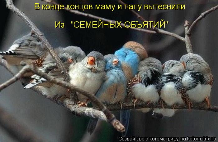 В конце концов маму и папу вытеснили Из "СЕМЕЙНЫХ ОБЪЯТИЙ"... Котоматрица: В конце концов маму и папу вытеснили Из "СЕМЕЙНЫХ ОБЪЯТИЙ"