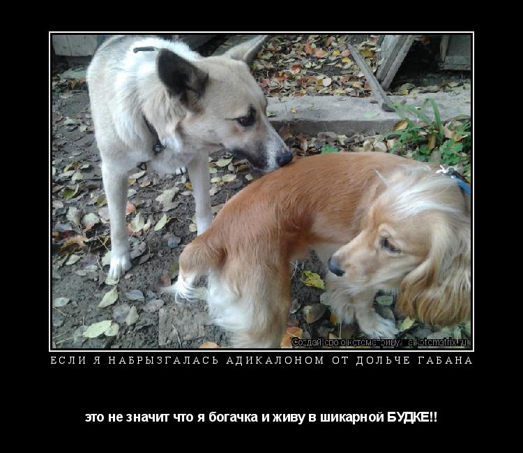 Котоматрица: если я набрызгалась адикалоном от ДОЛЬЧЕ ГАБАНА это не значит что я богачка и живу в шикарной БУДКЕ!!