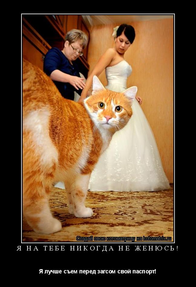 Я на тебе никогда не женюсь! Я лучше съем перед загсом свой паспорт!... Котоматрица: Я на тебе никогда не женюсь! Я лучше съем перед загсом свой паспорт!