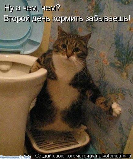 Ну а чем, чем? Второй день кормить забываешь!... Котоматрица: Ну а чем, чем? Второй день кормить забываешь!