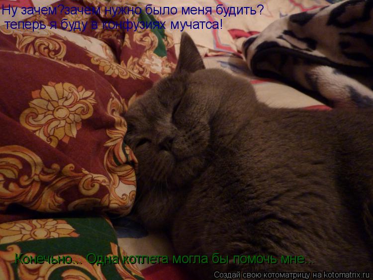 Ну зачем?зачем нужно было меня будить? теперь я буду в конфузиях мучатса! Конечьно... Одна котлета м... Котоматрица: Ну зачем?зачем нужно было меня будить? теперь я буду в конфузиях мучатса! Конечьно... Одна котлета могла бы помочь мне...