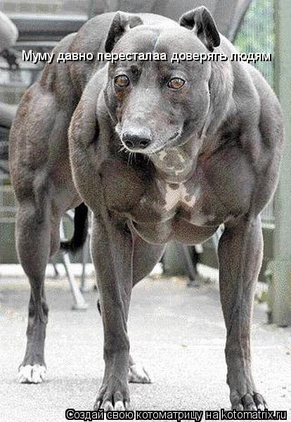 Муму давно пересталаа доверять людям... Котоматрица: Муму давно пересталаа доверять людям