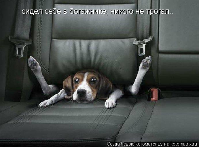 сидел себе в богажнике, никого не трогал..... Котоматрица: сидел себе в богажнике, никого не трогал..