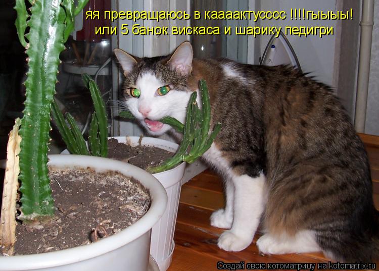 яя превращаюсь в каааактусссс !!!!гыыыы! или 5 банок вискаса и шарику педигри... Котоматрица: яя превращаюсь в каааактусссс !!!!гыыыы! или 5 банок вискаса и шарику педигри