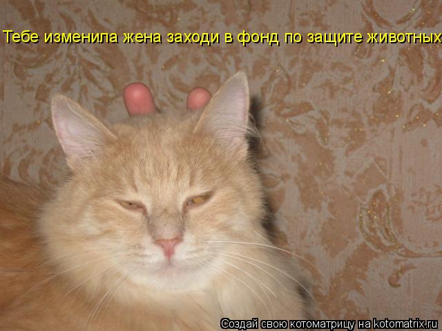 Котоматрица: Тебе изменила жена заходи в фонд по защите животных