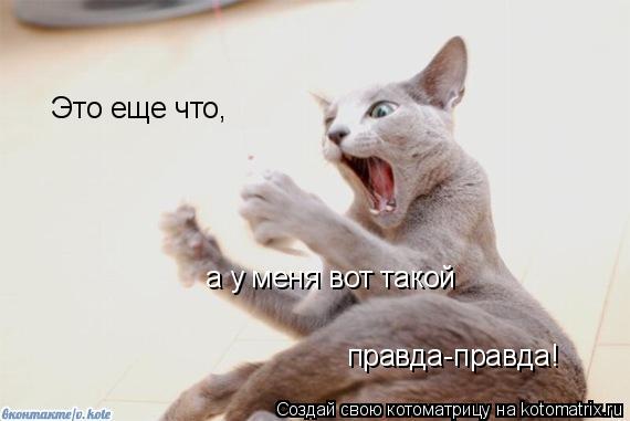 Котоматрица: а у меня вот такой правда-правда! Это еще что,