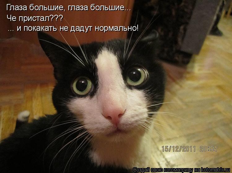 Котоматрица: Глаза большие, глаза большие... Че пристал??? ... и покакать не дадут нормально!
