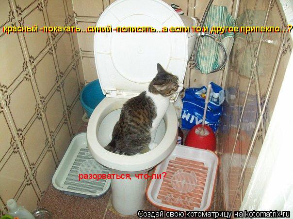 Котоматрица: разорваться, что-ли? красный -покакать...синий -пописять...а если то и другое припекло...? красный -покакать...синий -пописять...а если то и другое