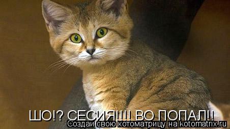 Котоматрица: ШО!? СЕСИЯ!!!! ВО ПОПАЛ!!