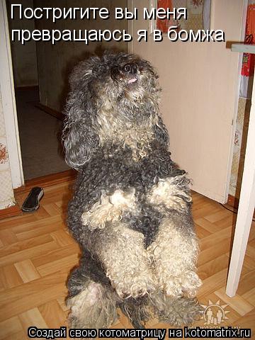 Котоматрица: Постригите вы меня  превращаюсь я в бомжа