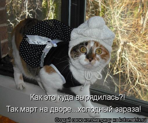 Как это куда вырядилась?! Так март на дворе...холодный зараза!... Котоматрица: Как это куда вырядилась?! Так март на дворе...холодный зараза!
