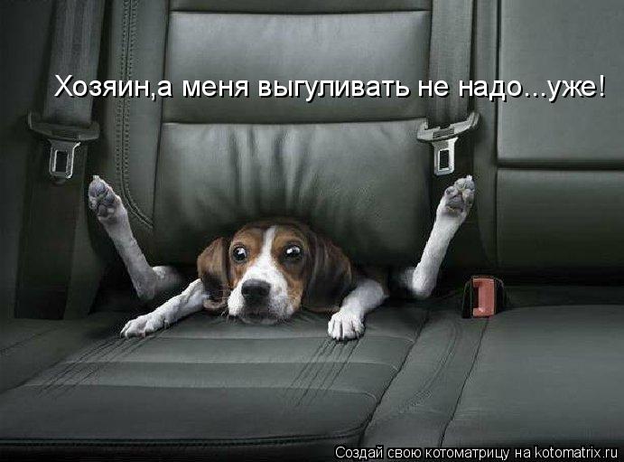 Котоматрица: Хозяин,а меня выгуливать не надо...уже!