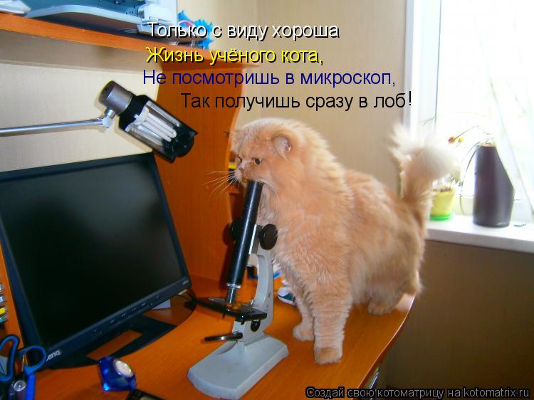 Котоматрица: Только с виду хороша Жизнь учёного кота, Не посмотришь в микроскоп, Так получишь сразу в лоб !