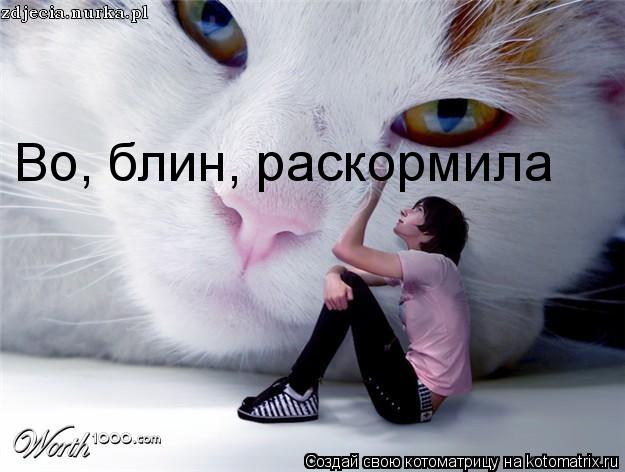 Котоматрица: Во, блин, раскормила