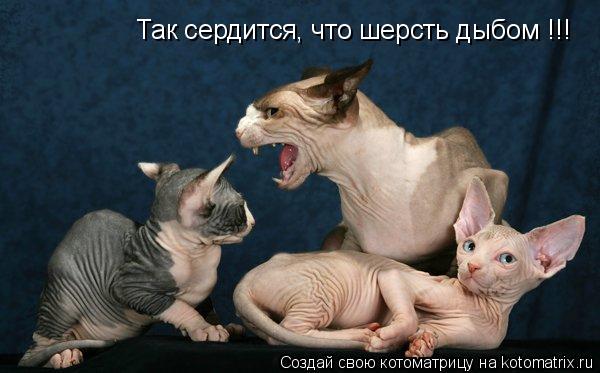 Котоматрица: Так сердится, что шерсть дыбом !!!
