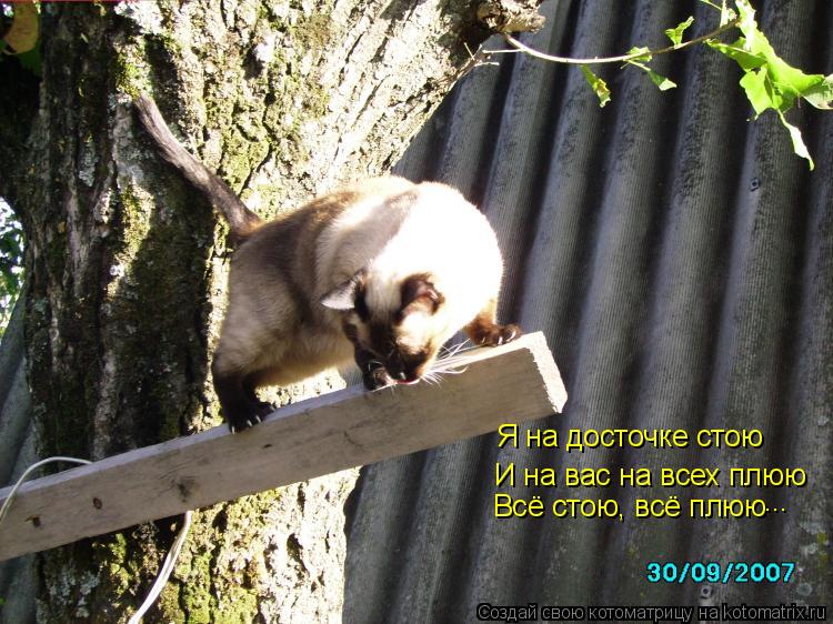 Котоматрица: Я на досточке стою  И на вас на всех плюю Всё стою, всё плюю ...