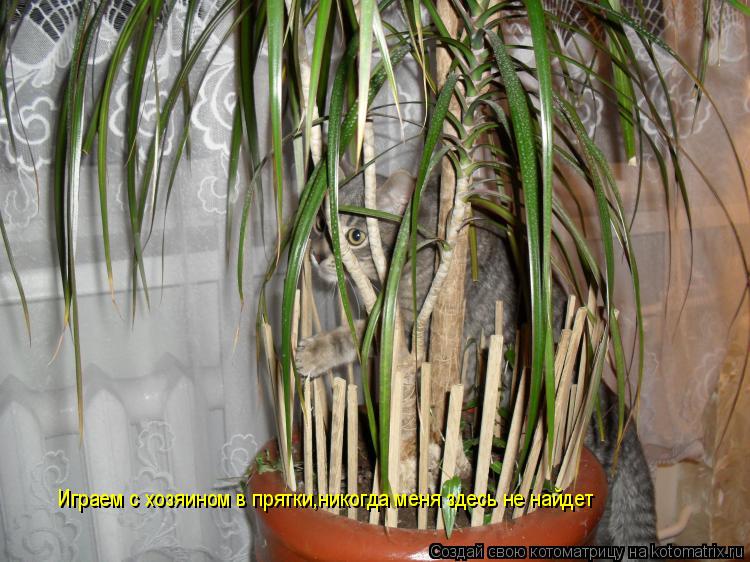 Котоматрица: Играем с хозяином в прятки,никогда меня здесь не найдет