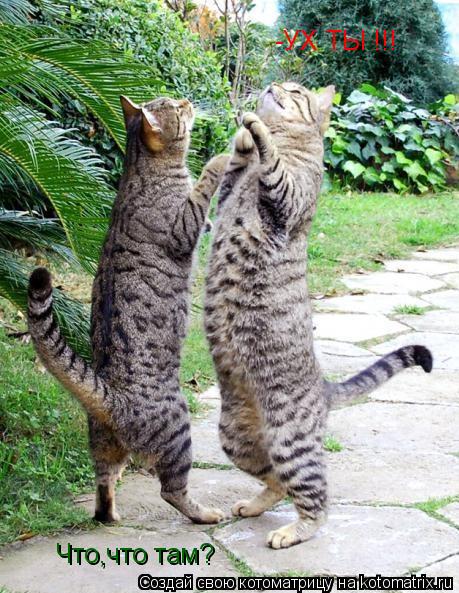 Котоматрица: -УХ ТЫ !!!  Что,что там?