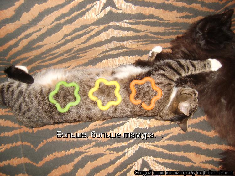 Котоматрица: Больше, больше гламура....