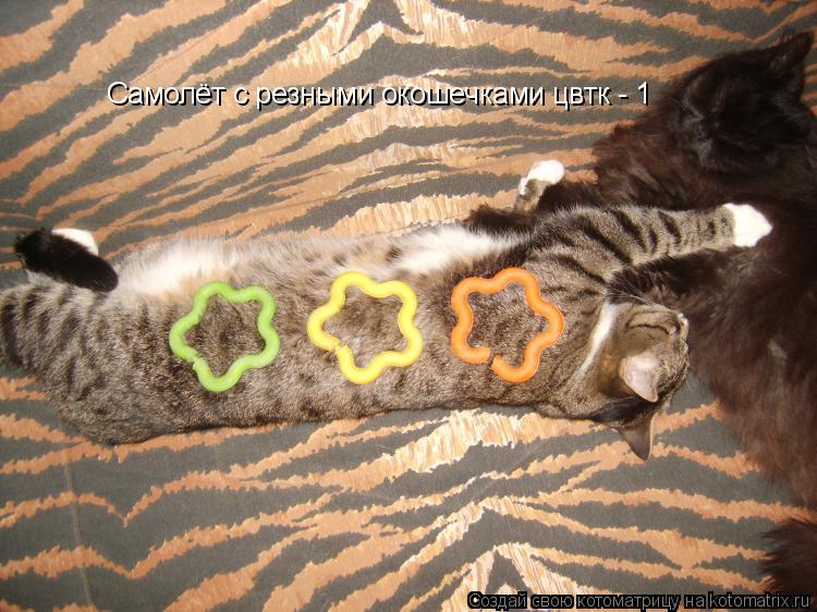 Котоматрица: Самолёт с резными окошечками цвтк - 1