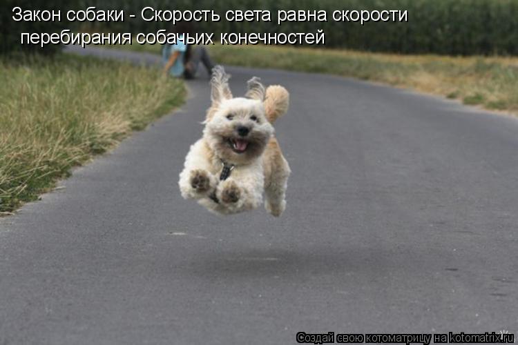 Котоматрица: Закон собаки - Скорость света равна скорости  перебирания собачьих конечностей