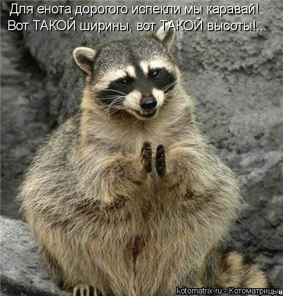Котоматрица: Для енота дорогого испекли мы каравай! Вот ТАКОЙ ширины, вот ТАКОЙ высоты!...