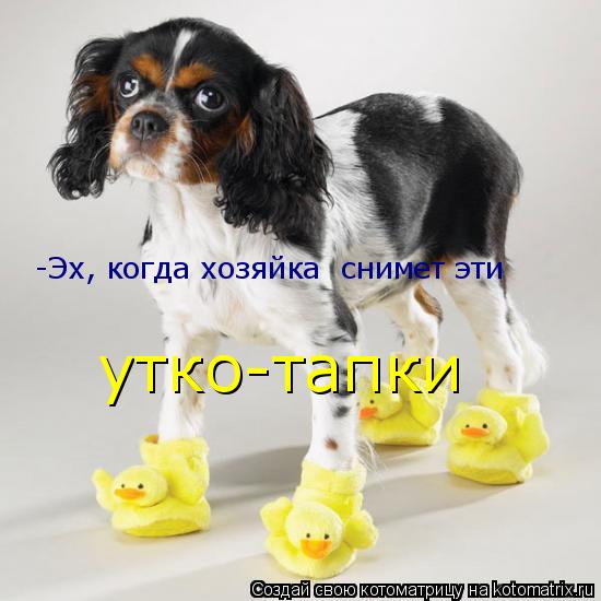 Котоматрица: -Эх, когда хозяйка  снимет эти  утко-тапки