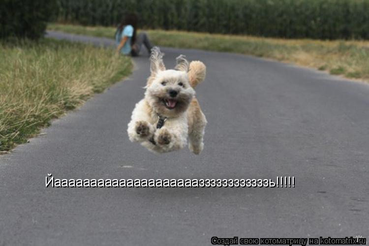 Котоматрица: Йааааааааааааааааааааззззззззззззь!!!!!