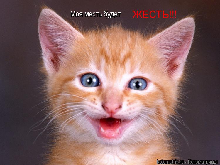 Котоматрица: ЖЕСТЬ!!! Моя месть будет