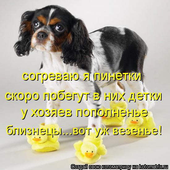 Котоматрица: согреваю я пинетки скоро побегут в них детки у хозяев пополненье близнецы...вот уж везенье!