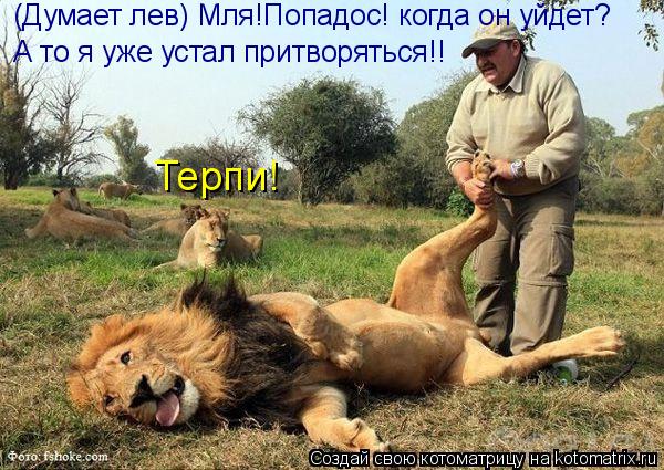 Котоматрица: Терпи! (Думает лев) Мля!Попадос! когда он уйдет? А то я уже устал притворяться!!