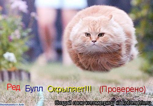 Котоматрица: Ред Булл Окрыляет!!! (Проверено)