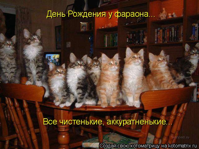 Котоматрица: День Рождения у фараона... Все чистенькие, аккуратненькие... Все чистенькие, аккуратненькие...