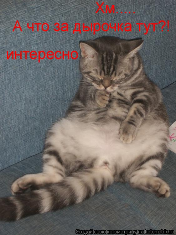 Котоматрица: Хм..... А что за дырочка тут?! интересно