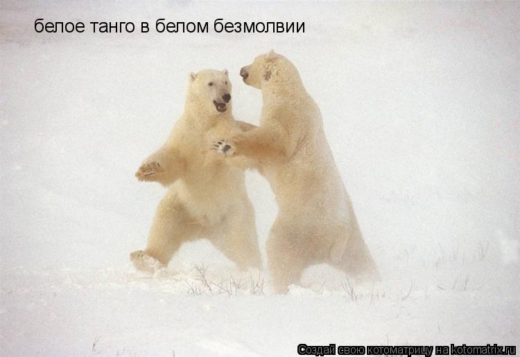 Котоматрица: белое танго в белом безмолвии