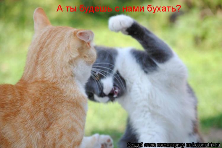 Котоматрица: А ты будешь с нами бухать?