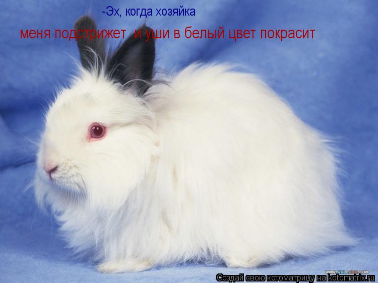 Котоматрица: -Эх, когда хозяйка  меня подстрижет  и уши в белый цвет покрасит